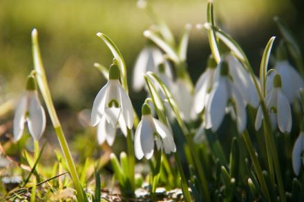 spring flowers